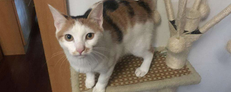 三花猫认主人的表现