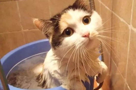 猫眼睛上面的毛秃了是什么情况