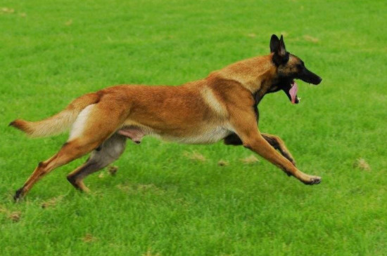 马犬喂玉米面的好处