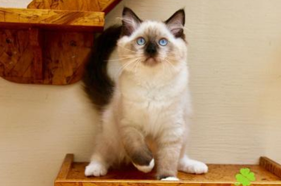 布偶猫剃毛为什么变黑