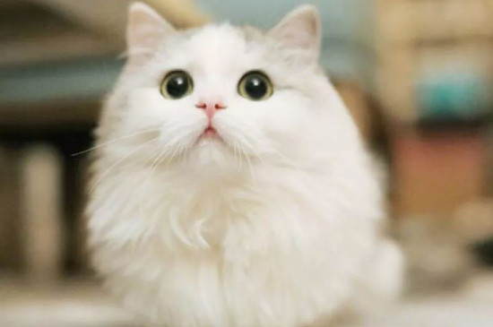 小猫喜欢睡在主人身上是为什么