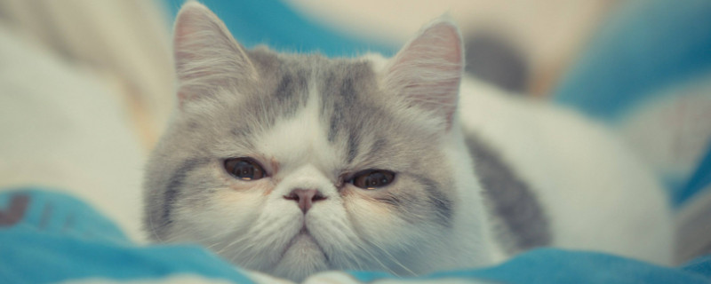 金吉拉猫为什么不能养