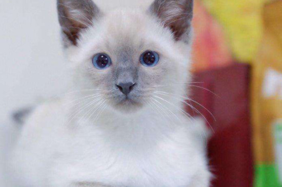 猫咪不吃不喝好多天了,是得什么病了