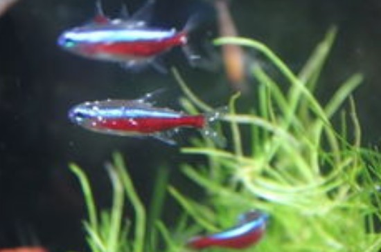 宝莲灯鱼的饲养4个常识