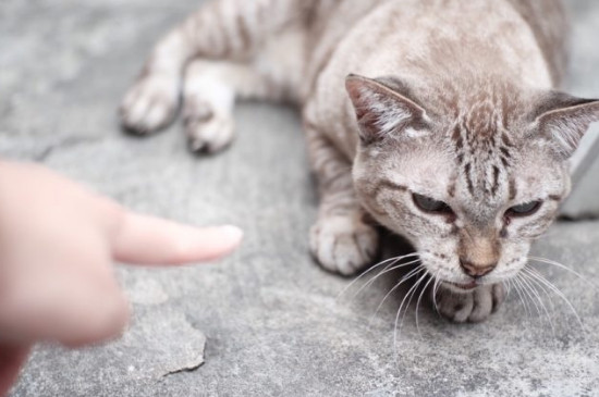 猫咪太活泼了怎么调教