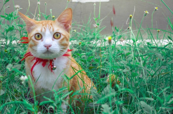 猫指甲多久剪一次,怎么剪