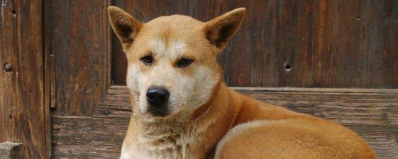 狗跑到家里有什么征兆