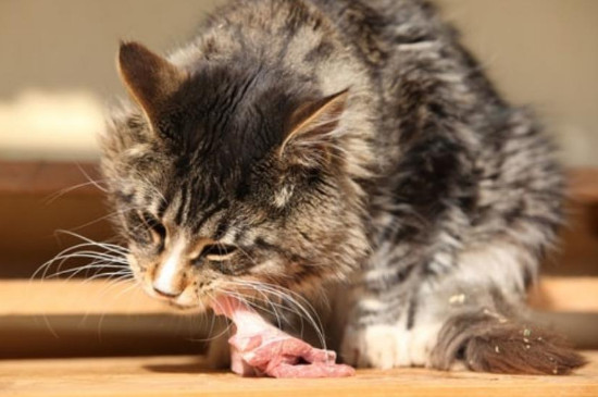 猫咪吐虫子还能活几天
