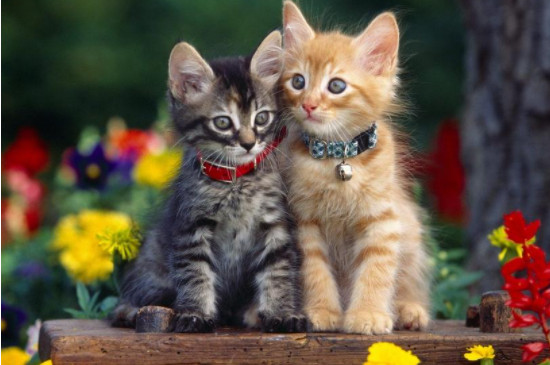猫换新主人和新环境适应期几天?