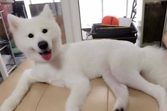 狗狗剃毛有什么危害吗