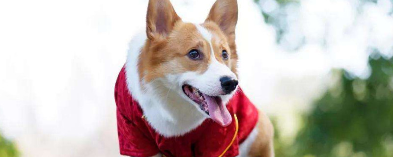 狗狗可以吃的蔬菜