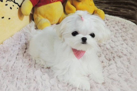 马尔济斯犬为什么不用遛