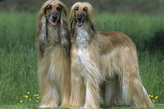 阿富汗猎犬怎么挑