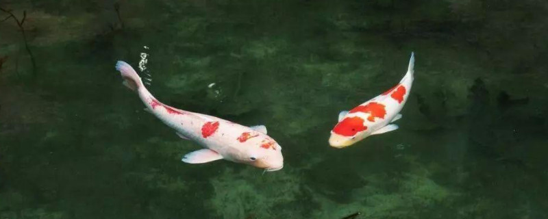 锦鲤趴底不爱动是怎么回事