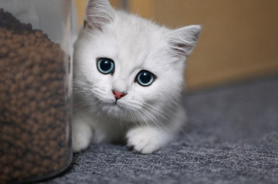 猫三个月可以闻猫薄荷吗