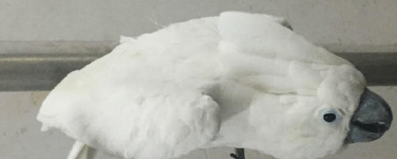 鹦鹉爪子无力站不稳怎么回事