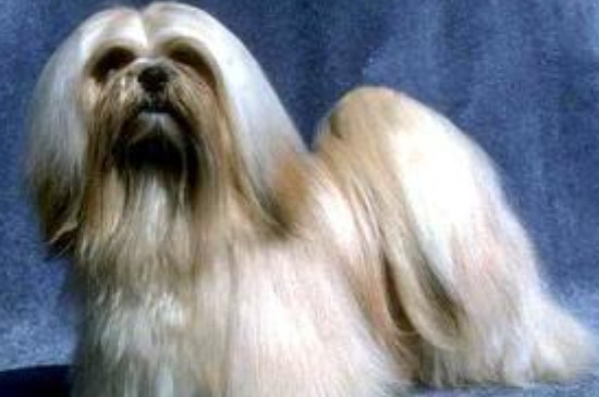 拉萨犬怎么打理才漂亮
