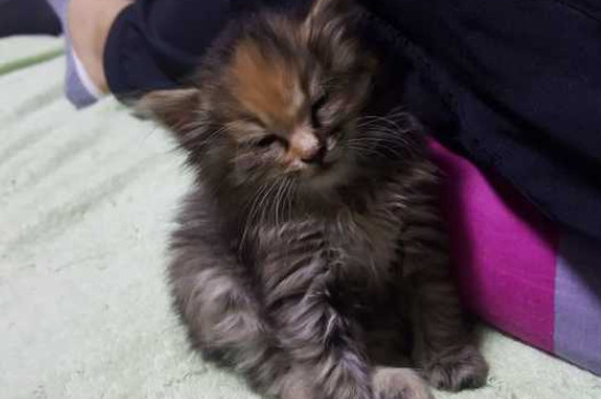 刚养的小猫咪一直叫个不停是怎么回事