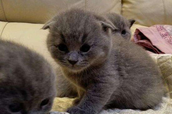 猫咪一般多久洗一次澡