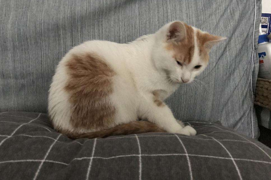 猫干呕一抽一抽的吐白沫