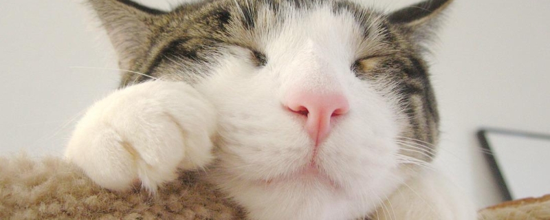 猫咪喜欢和主人一起睡代表什么