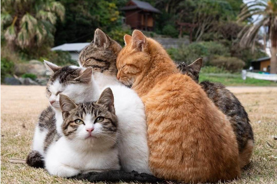 猫身上跳蚤怎么彻底去除