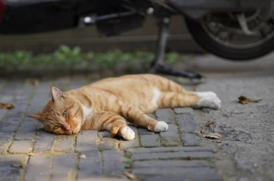 猫猫吐黄色的水是怎么回事