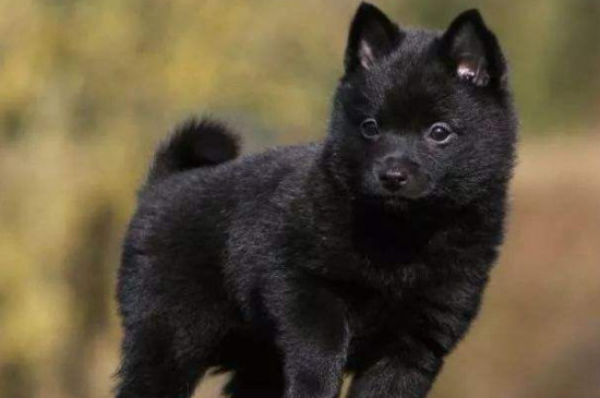 舒柏奇犬有尾巴吗