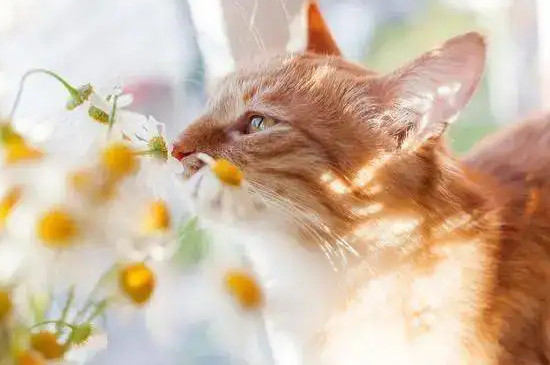 养猫房间可以放香薰吗
