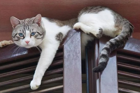 猫咪趴着摇尾巴是什么意思