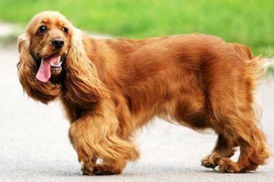英国可卡犬怎么喂养