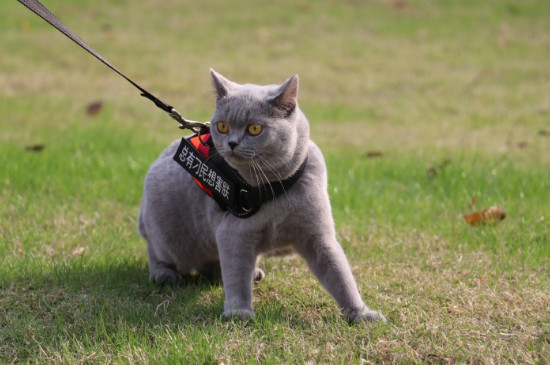 蓝猫身上有暗纹是怎么回事