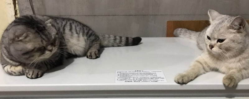 怎么防止猫开门就往外跑