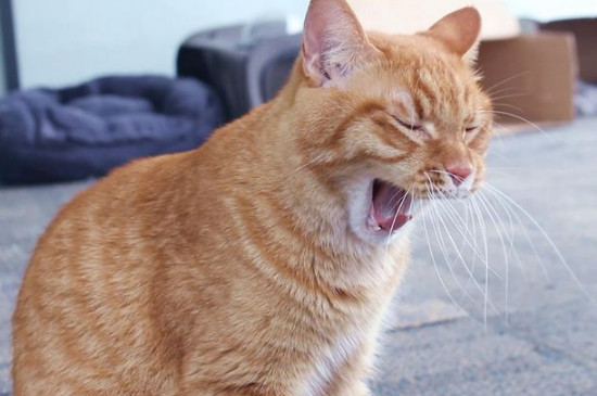 猫淋湿一宿会死吗