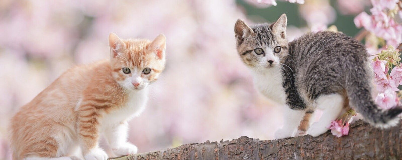 三个月的猫可以洗澡吗