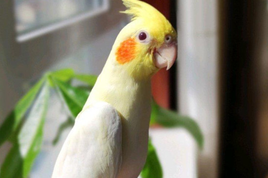 如何训练鹦鹉飞到手上