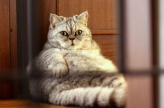 膨润土猫砂可以冲厕所吗