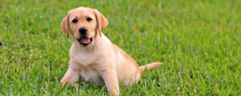 拉布拉多犬怎么训练大小便