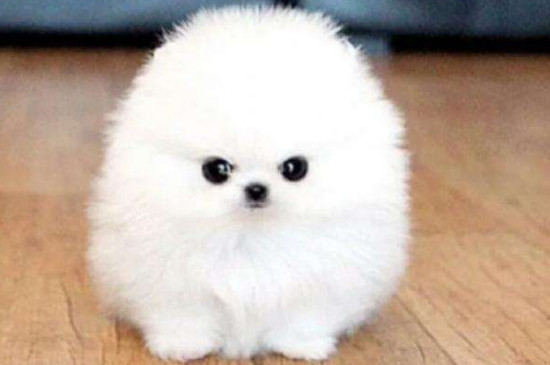 博美犬能吃石榴吗