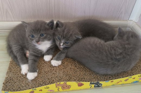 猫砂可以不换一直加吗