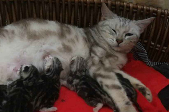 猫流了分泌物后多久生