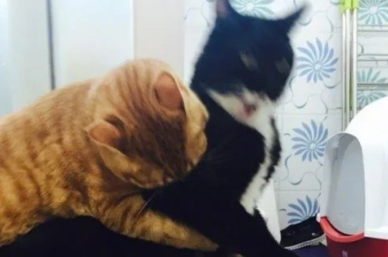 猫坐车一直叫怎么安抚