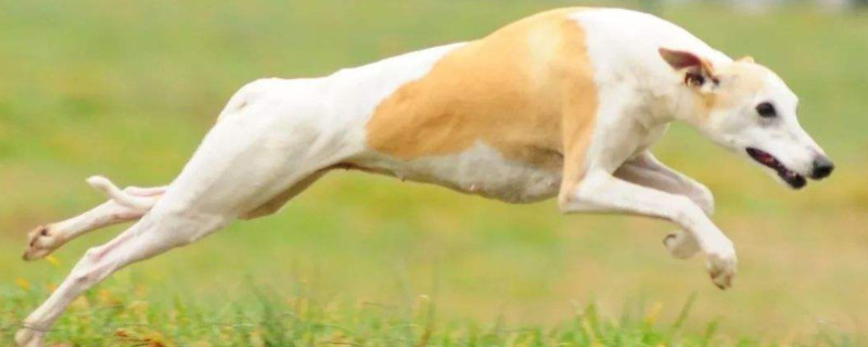 惠比特犬智商排第几名