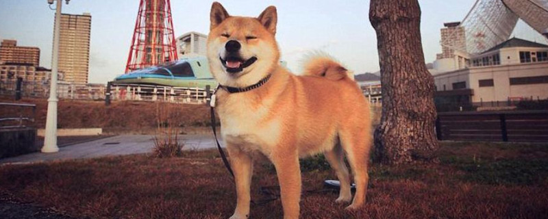 秋田犬怎么看年龄