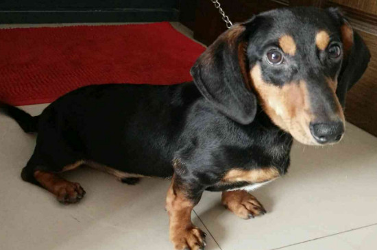 腊肠犬能吃玉米吗