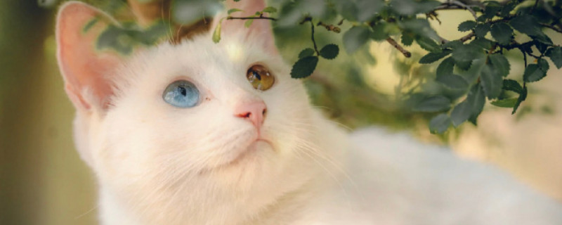 猫会吃蟑螂吗