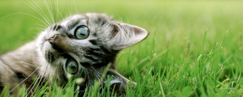 可不可以让猫生完再绝育