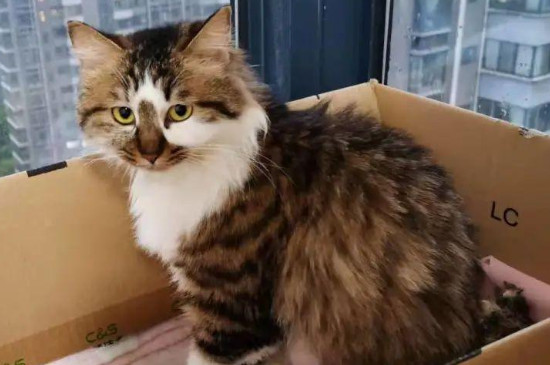 猫胎盘出来了还会再生小猫吗