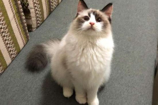 猫寄养多久不认识主人