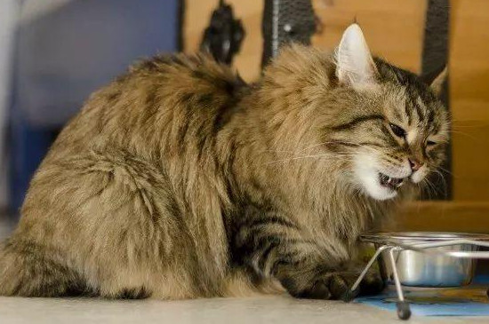 猫咪骨折的表现